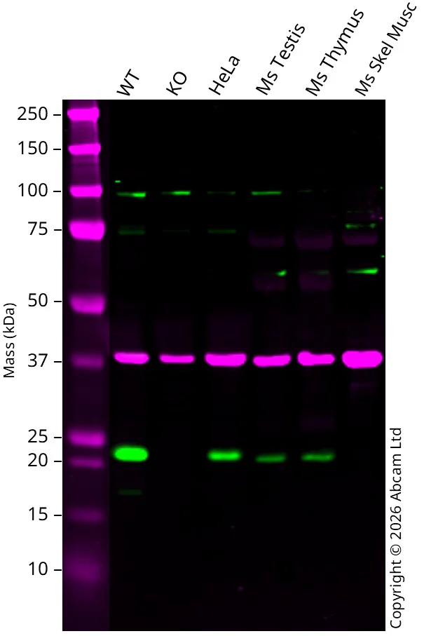Western blot - Anti-GAPDH antibody [6C5] - Loading Control (AB8245)