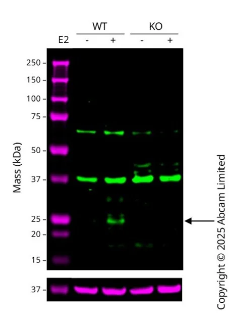 Western blot - Anti-GAPDH antibody [6C5] - Loading Control (AB8245)