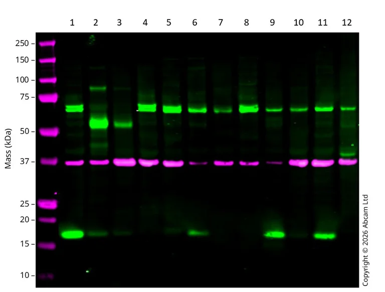 Western blot - Anti-GAPDH antibody [6C5] - Loading Control (AB8245)