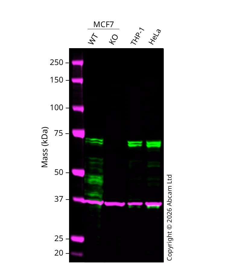 Western blot - Anti-GAPDH antibody [6C5] - Loading Control (AB8245)