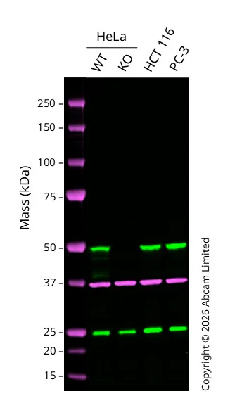 Western blot - Anti-GAPDH antibody [6C5] - Loading Control (AB8245)