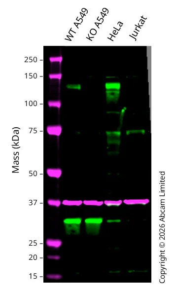 Western blot - Anti-GAPDH antibody [6C5] - Loading Control (AB8245)