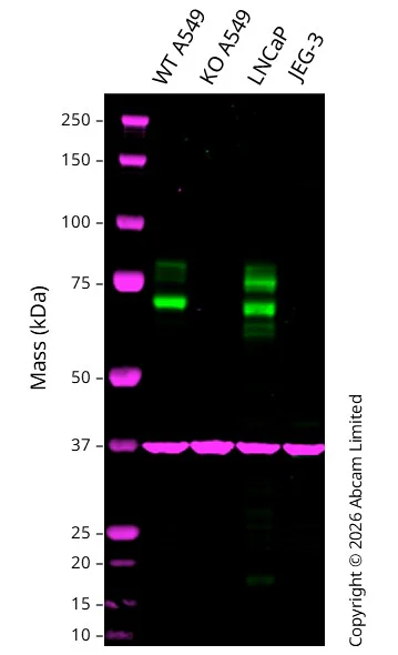 Western blot - Anti-GAPDH antibody [6C5] - Loading Control (AB8245)