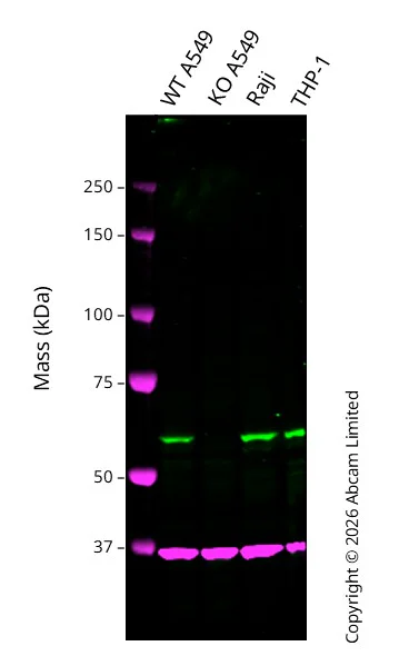 Western blot - Anti-GAPDH antibody [6C5] - Loading Control (AB8245)