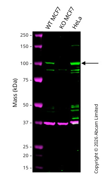Western blot - Anti-GAPDH antibody [6C5] - Loading Control (AB8245)