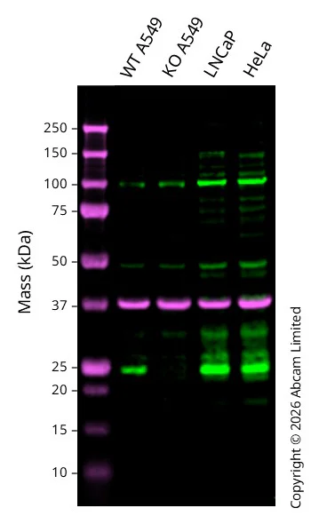 Western blot - Anti-GAPDH antibody [6C5] - Loading Control (AB8245)