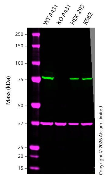 Western blot - Anti-GAPDH antibody [6C5] - Loading Control (AB8245)
