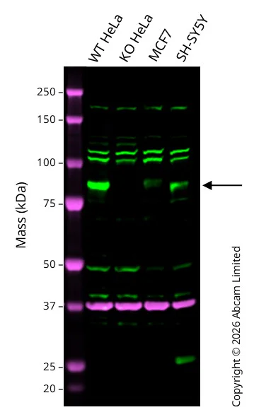 Western blot - Anti-GAPDH antibody [6C5] - Loading Control (AB8245)