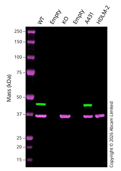 Western blot - Anti-GAPDH antibody [6C5] - Loading Control (AB8245)