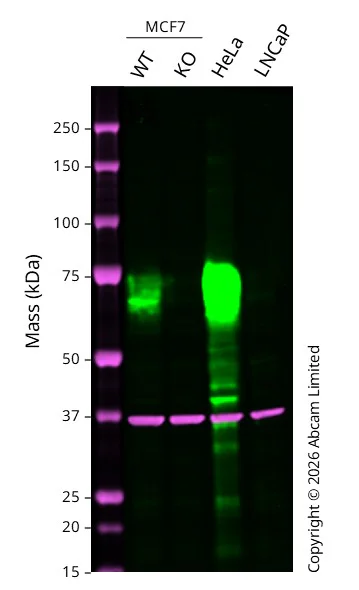Western blot - Anti-GAPDH antibody [6C5] - Loading Control (AB8245)