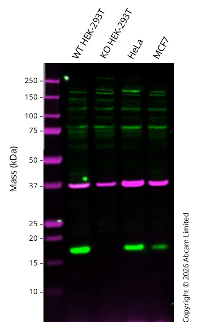 Western blot - Anti-GAPDH antibody [6C5] - Loading Control (AB8245)