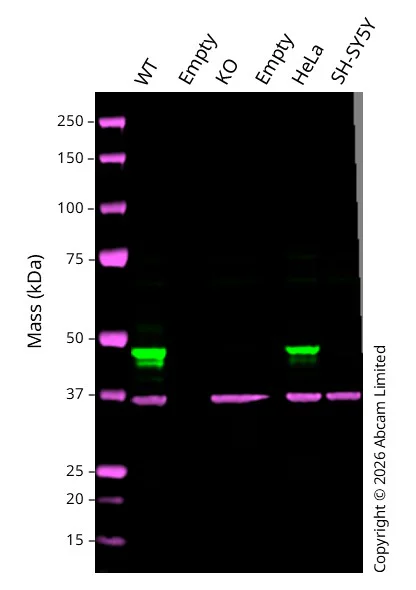 Western blot - Anti-GAPDH antibody [6C5] - Loading Control (AB8245)