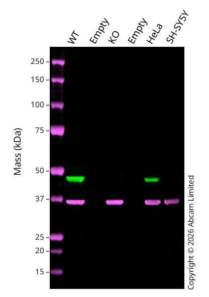 Western blot - Anti-GAPDH antibody [6C5] - Loading Control (AB8245)