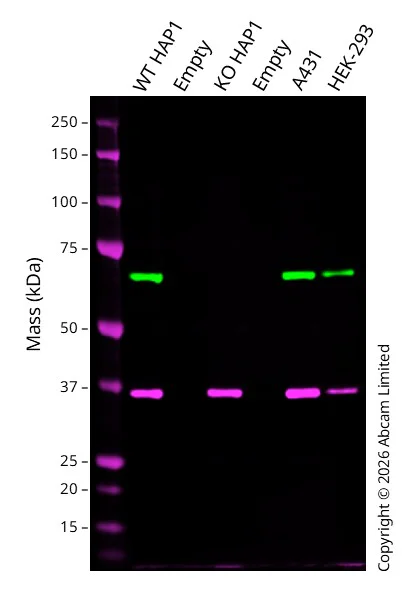 Western blot - Anti-GAPDH antibody [6C5] - Loading Control (AB8245)