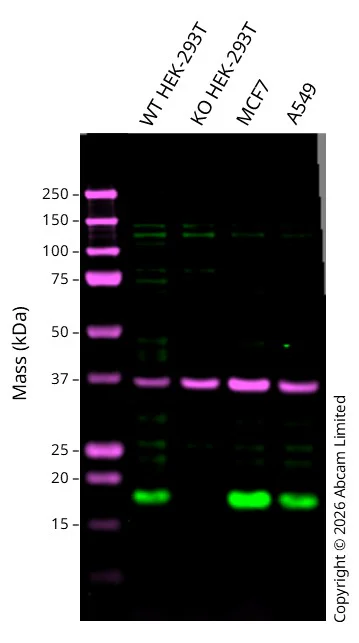 Western blot - Anti-GAPDH antibody [6C5] - Loading Control (AB8245)