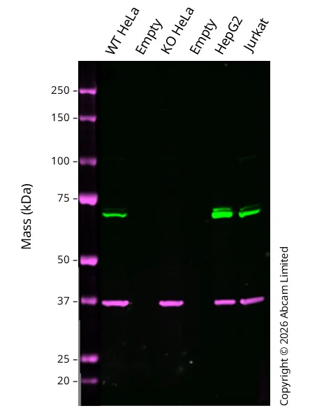 Western blot - Anti-GAPDH antibody [6C5] - Loading Control (AB8245)
