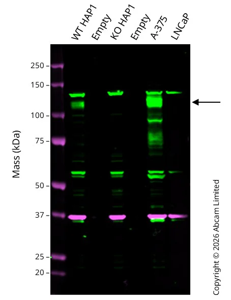 Western blot - Anti-GAPDH antibody [6C5] - Loading Control (AB8245)