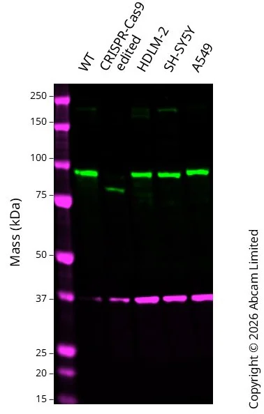Western blot - Anti-GAPDH antibody [6C5] - Loading Control (AB8245)