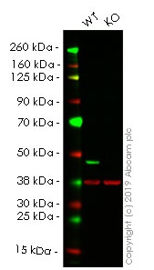 Western blot - Anti-GAPDH antibody [6C5] - Loading Control (ab8245), expandable thumbnail