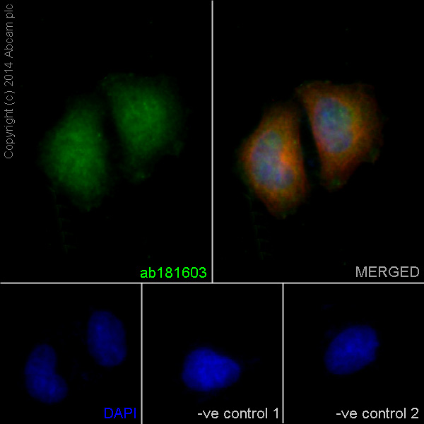 Immunocytochemistry/ Immunofluorescence - Anti-GAPDH antibody [EPR16884] - Loading Control (AB181603), expandable thumbnail