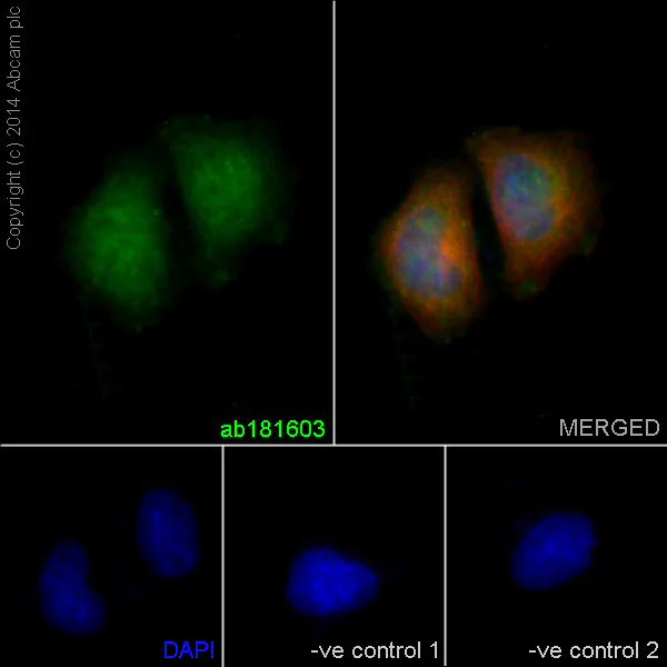 Immunocytochemistry/ Immunofluorescence - Anti-GAPDH antibody [EPR16884] - Loading Control (AB181603)