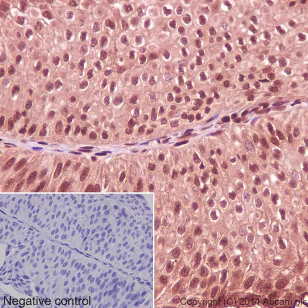 Immunohistochemistry (Formalin/PFA-fixed paraffin-embedded sections) - Anti-GAPDH antibody [EPR16884] - Loading Control (AB181603)