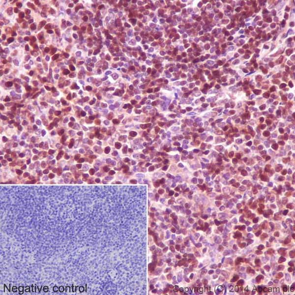 Immunohistochemistry (Formalin/PFA-fixed paraffin-embedded sections) - Anti-GAPDH antibody [EPR16884] - Loading Control (ab181603), expandable thumbnail