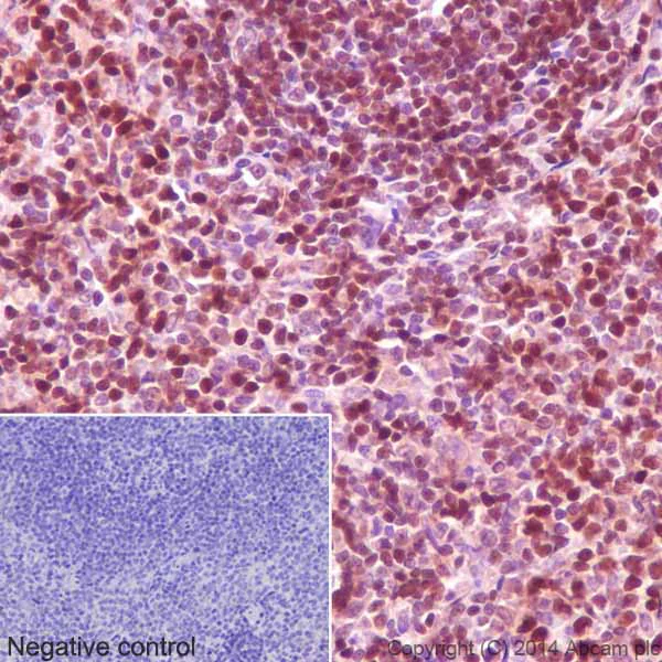 Immunohistochemistry (Formalin/PFA-fixed paraffin-embedded sections) - Anti-GAPDH antibody [EPR16884] - Loading Control (AB181603)
