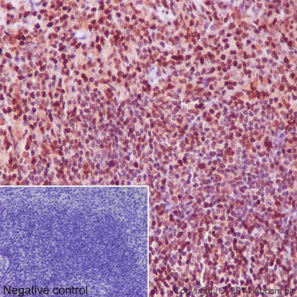 Immunohistochemistry (Formalin/PFA-fixed paraffin-embedded sections) - Anti-GAPDH antibody [EPR16884] - Loading Control (AB181603)