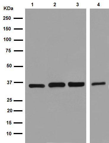 Western blot - Anti-GAPDH antibody [EPR16884] - Loading Control (AB181603), expandable thumbnail