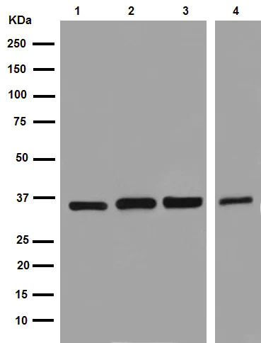 Western blot - Anti-GAPDH antibody [EPR16884] - Loading Control (AB181603)