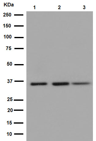 Western blot - Anti-GAPDH antibody [EPR16884] - Loading Control (AB181603), expandable thumbnail