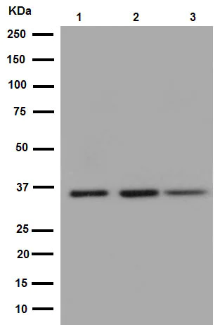 Western blot - Anti-GAPDH antibody [EPR16884] - Loading Control (AB181603)
