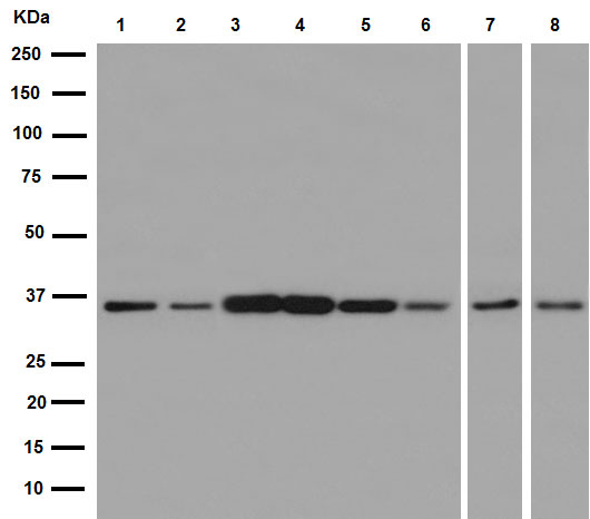 Western blot - Anti-GAPDH antibody [EPR16884] - Loading Control (AB181603), expandable thumbnail