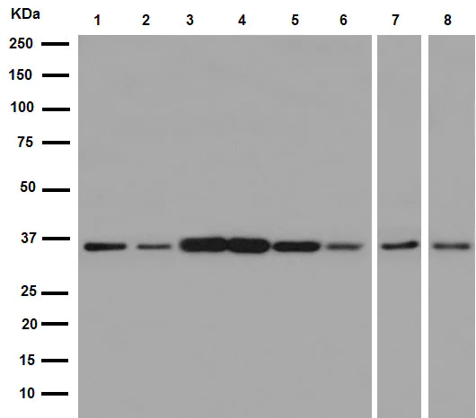 Western blot - Anti-GAPDH antibody [EPR16884] - Loading Control (AB181603)