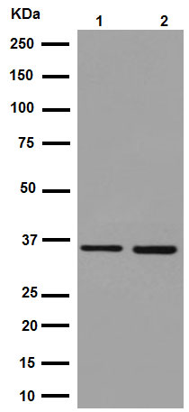 Western blot - Anti-GAPDH antibody [EPR16884] - Loading Control (AB181603), expandable thumbnail
