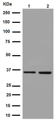 Western blot - Anti-GAPDH antibody [EPR16884] - Loading Control (AB181603)