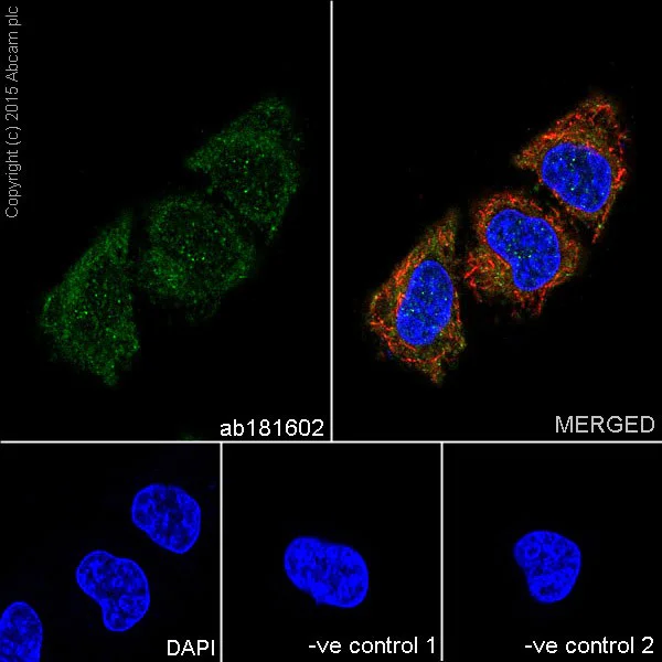 Immunocytochemistry/ Immunofluorescence - Anti-GAPDH antibody [EPR16891] - BSA and Azide free (AB199553)