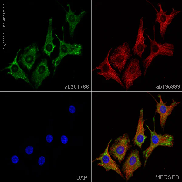 Immunocytochemistry/ Immunofluorescence - Anti-GAPDH antibody [EPR16891] - BSA and Azide free (AB199553)