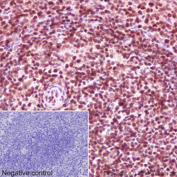 Immunohistochemistry (Formalin/PFA-fixed paraffin-embedded sections) - Anti-GAPDH antibody [EPR16891] - BSA and Azide free (AB199553)