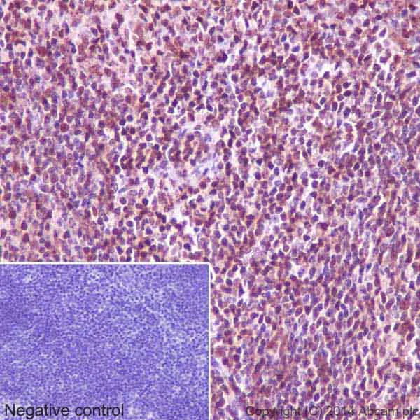 Immunohistochemistry (Formalin/PFA-fixed paraffin-embedded sections) - Anti-GAPDH antibody [EPR16891] - BSA and Azide free (AB199553)