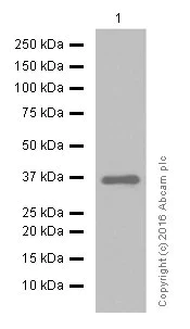 Western blot - Anti-GAPDH antibody [EPR16891] - BSA and Azide free (AB199553)