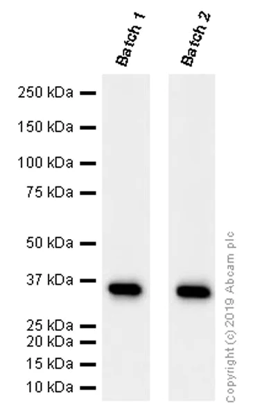 Western blot - Anti-GAPDH antibody [EPR16891] - BSA and Azide free (AB199553)