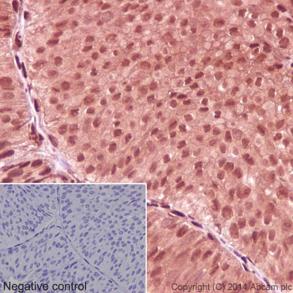 Immunohistochemistry (Formalin/PFA-fixed paraffin-embedded sections) - Anti-GAPDH antibody [EPR16891] - Loading Control (AB181602)