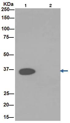 Immunoprecipitation - Anti-GAPDH antibody [EPR16891] - Loading Control (AB181602)