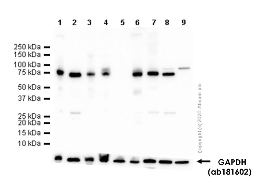 Western blot - Anti-GAPDH antibody [EPR16891] - Loading Control (ab181602), expandable thumbnail
