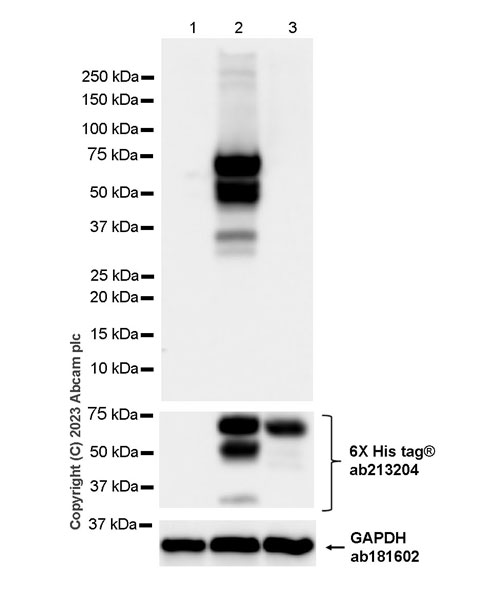 Western blot - Anti-GAPDH antibody [EPR16891] - Loading Control (ab181602), expandable thumbnail