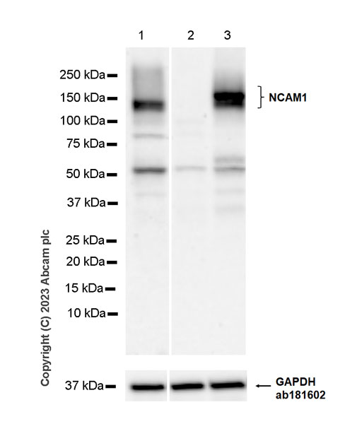 Western blot - Anti-GAPDH antibody [EPR16891] - Loading Control (ab181602), expandable thumbnail