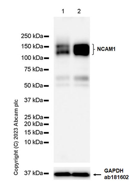 Western blot - Anti-GAPDH antibody [EPR16891] - Loading Control (ab181602), expandable thumbnail