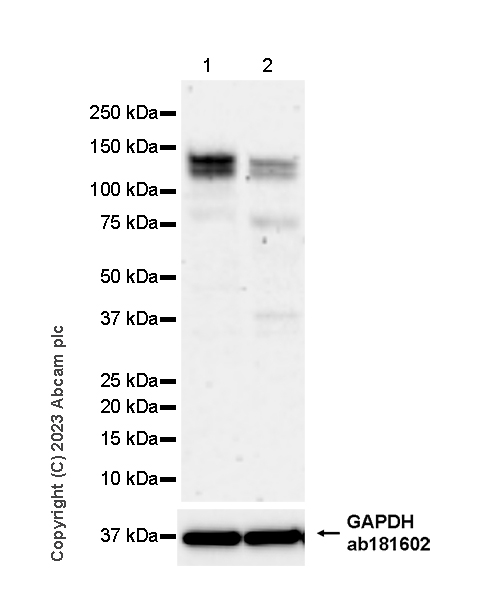 Western blot - Anti-GAPDH antibody [EPR16891] - Loading Control (ab181602), expandable thumbnail